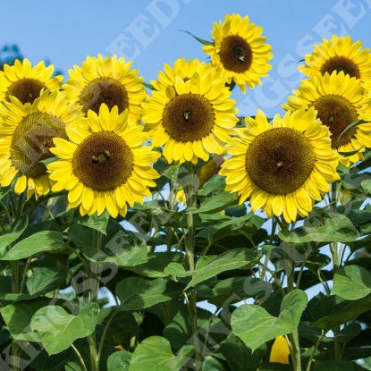 Picture of Helianthus (Sunflower) Soham Sunrise F1